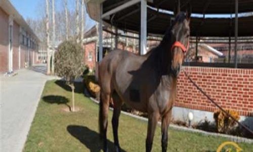 خرید و فروش اسب_کول کیس