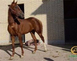 خرید اسب و فروش اسب_یوزپلنگ