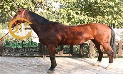 خرید اسب و فروش اسب_adrin