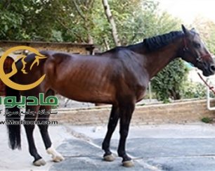 خرید اسب و فروش اسب_anet