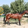 خرید اسب و فروش اسب_atras