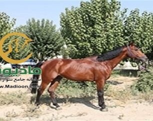 خرید اسب و فروش اسب_atras
