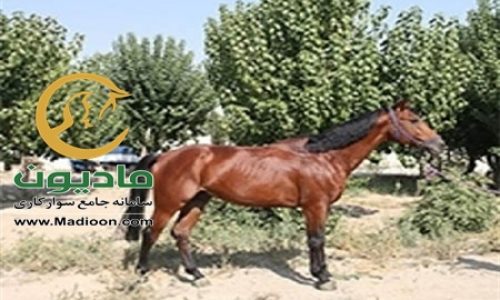 خرید اسب و فروش اسب_atras