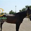 خرید اسب و فروش اسب_beranda