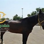 خرید اسب و فروش اسب_beranda