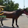 خرید اسب و فروش اسب_bicol