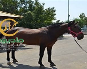 خرید اسب و فروش اسب_bicol