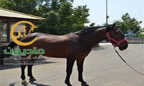 خرید اسب و فروش اسب_bicol