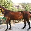 خرید اسب و فروش اسب_bonita