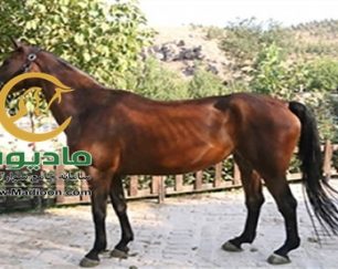 خرید اسب و فروش اسب_bonita