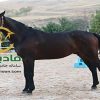 خرید اسب و فروش اسب_candalto
