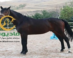 خرید اسب و فروش اسب_candalto