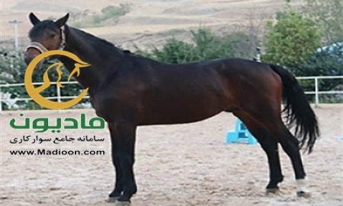 خرید اسب و فروش اسب_candalto