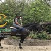 خرید اسب و فروش اسب_confident