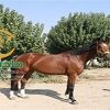 خرید اسب و فروش اسب_elina