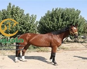 خرید اسب و فروش اسب_elina