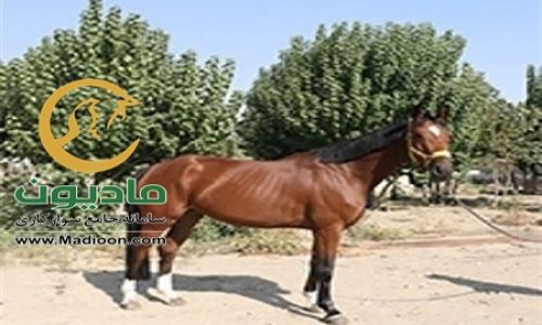 خرید اسب و فروش اسب_elina