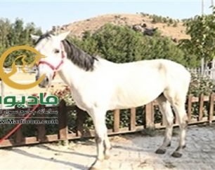 خرید اسب و فروش اسب_futur