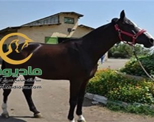 خرید اسب و فروش اسب_grantinio