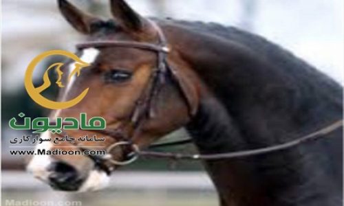خرید اسب و فروش اسب_harmooni