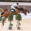 خرید اسب و فروش اسب_indine