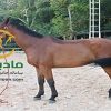 خرید اسب و فروش اسب_kalador