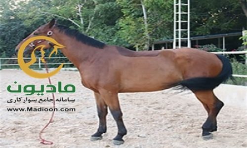 خرید اسب و فروش اسب_kalador