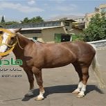خرید اسب و فروش اسب_lovely