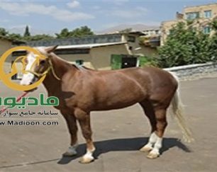 خرید اسب و فروش اسب_lovely