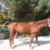 خرید اسب و فروش اسب_odeline
