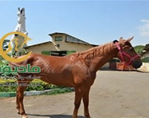 خرید اسب و فروش اسب_patinga