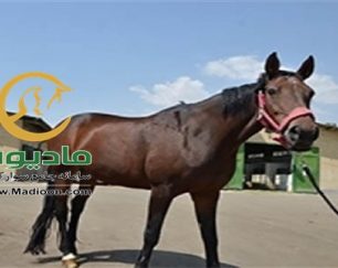 خرید اسب و فروش اسب_queen
