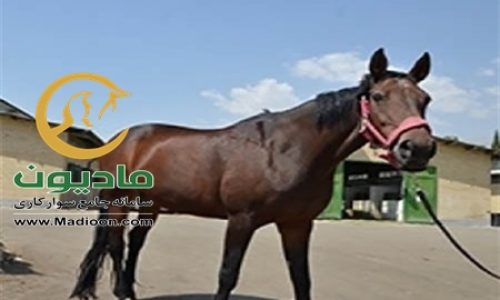 خرید اسب و فروش اسب_queen