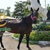خرید اسب و فروش اسب_sitella
