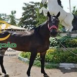 خرید اسب و فروش اسب_sitella