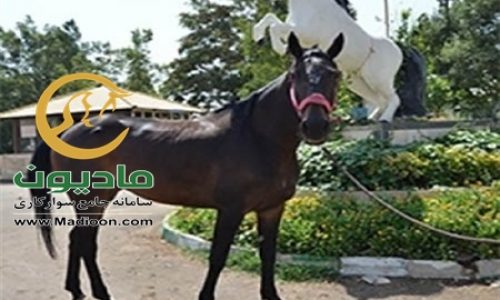 خرید اسب و فروش اسب_sitella