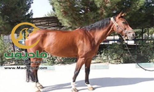 خرید اسب و فروش اسب_vivana