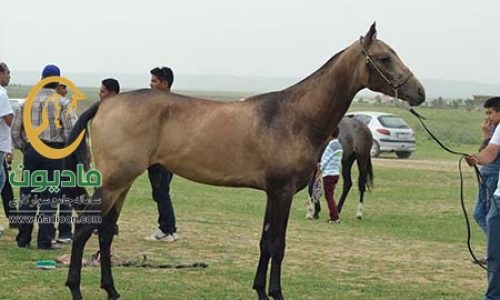 خرید اسب و فروش اسب_آدلان