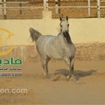 خرید اسب و فروش اسب_آلتیسکا