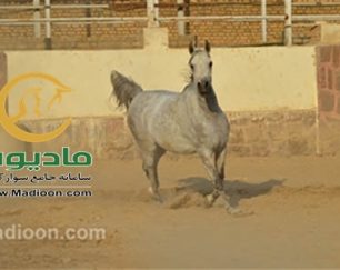 خرید اسب و فروش اسب_آلتیسکا