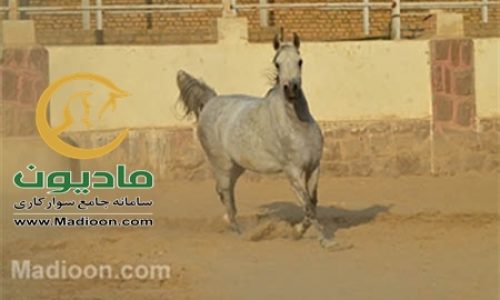 خرید اسب و فروش اسب_آلتیسکا