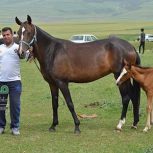 خرید اسب و فروش اسب_آیسان