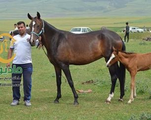 خرید اسب و فروش اسب_آیسان