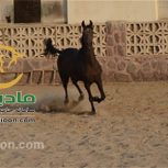 خرید اسب و فروش اسب_اختر خوزستان