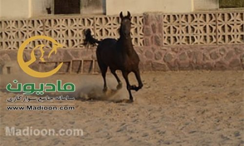 خرید اسب و فروش اسب_اختر خوزستان