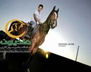 خرید اسب و فروش اسب_ایوان