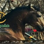 خرید اسب و فروش اسب_تارخ حمزه