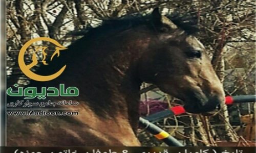 خرید اسب و فروش اسب_تارخ حمزه