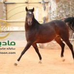 خرید اسب و فروش اسب_تیبا حمزه