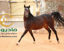 خرید اسب و فروش اسب_تیبا حمزه